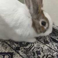 خرگوش خانگی ماده