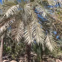 استخدام نیروی کار خانم