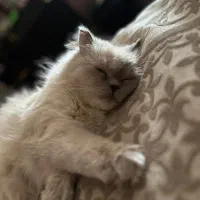 گربه پرشین|گربه|تربت جام, المهدی|دیوار