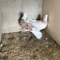 ۳۰تا کفتر پرشی