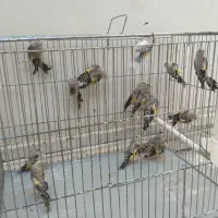 سهره خرم آباد