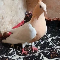 کفتر نر و ماده