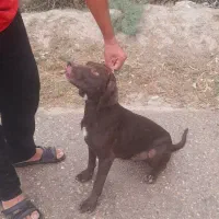 توله سگ دنبالانی حرفی|سگ|گلی داغ, |دیوار