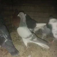 کفتر یا کبوتر|پرنده|یزد, |دیوار