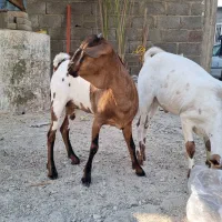 ماده صومال اصل|حیوانات مزرعه|عسلویه, |دیوار