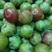 الو قطره طلا شیرین پر آب|خوردنی و آشامیدنی|چناران, |دیوار