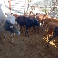 11راس گوساله نر