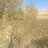 نهال گل محمدی( گلباخی)|خدمات باغبانی و درختکاری|سنندج, |دیوار