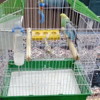 مرغ عشق|پرنده|بومهن, |دیوار