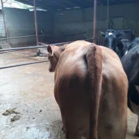 استخدام کارگرگاوداری