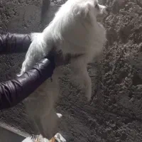 فروش سگ|سگ|راور, |دیوار