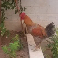 خروس جوان|پرنده|قم, زنبیل آباد|دیوار