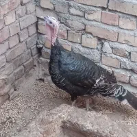بوقلمون ماده