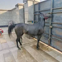 اسب کرد|حیوانات مزرعه|ماهدشت, |دیوار