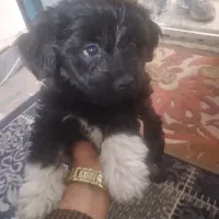 واگذاری شیتسو