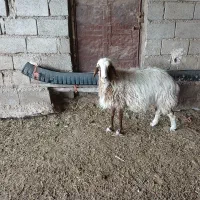 گوسفند چاق
