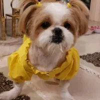 شیتزو سوپرفلت|سگ|رودهن, |دیوار