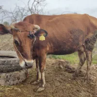 گاوشیری با گوساله