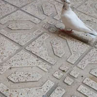 کفتر|پرنده|قرچک, زیبا شهر|دیوار