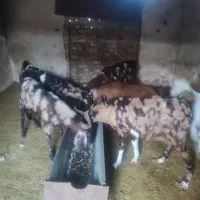 گوسفند میش بره دار بز شیشک قوچ چپش بزغاله