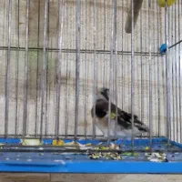 سهره قناری|پرنده|خمینیشهر, |دیوار