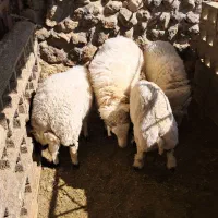 بره نر گوشتی از ۳۰ کیلو به بالا