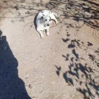 سگ پاکوتاه خوب|سگ|میاندوآب, |دیوار