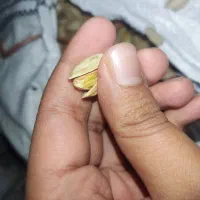 پستهی اکبری