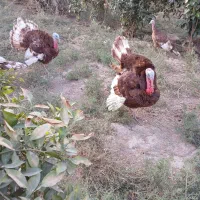 بوقلمو بوربون۱۲عدد|حیوانات مزرعه|شوشتر, |دیوار