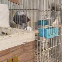 طوطی مولد کاسکو،ملنگو،خورشیدی