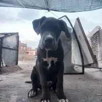 توله کن کورسو|سگ|مشهد, هفده شهریور|دیوار