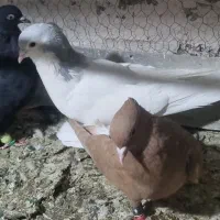 تعدادی کفتر مفت|پرنده|نیشابور, پارک منابع طبیعی|دیوار