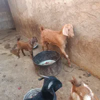 بز  وکهره اش|حیوانات مزرعه|خورموج, |دیوار