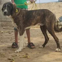 سگ / آلابای/ افغان/خراسانی|سگ|مشهد, رضاشهر|دیوار