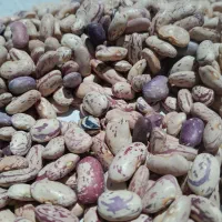 لوبیا چیتی|خوردنی و آشامیدنی|بلبان آباد, |دیوار