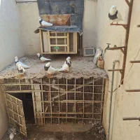فروش ۶جفت کبوتر|پرنده|اهرم, |دیوار