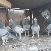 دوتیپ المانی جون همه نرشب روز ندارن