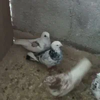 کفتر یا کبوتر|پرنده|مشکیندشت, |دیوار