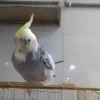 یک عروس هلندی مرواریدی گم شده