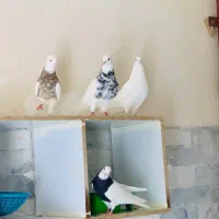 طوقی|پرنده|شیبکوه (فارس), |دیوار