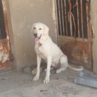 واگذاری ماده پژدر