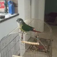 گرینچیک دستی و رام