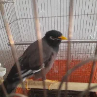 مرغ مینا با قفس