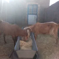 چبش و بزغاله پرواری|حیوانات مزرعه|سده (خراسان جنوبی), |دیوار