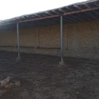 دامداری گوسفند