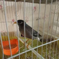 مینا ۵ماهه