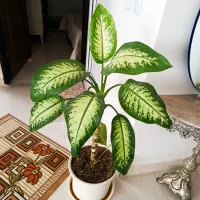 گل دیفن سرحال