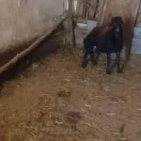یک عددگوسفند بره قوچ قزل اصل