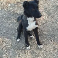 سگ ماده|سگ|مرودشت, فرهنگ|دیوار