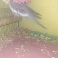 پرنده|پرنده|کرمان, |دیوار